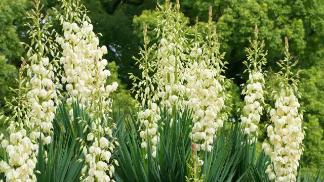 Juka ogrodowa: Kiedy kwitnie i co zrobić, by zakwitła co rok?