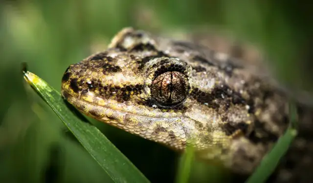 Jak długo żyją jaszczurki? Odkryj tajemnice ich długości życia