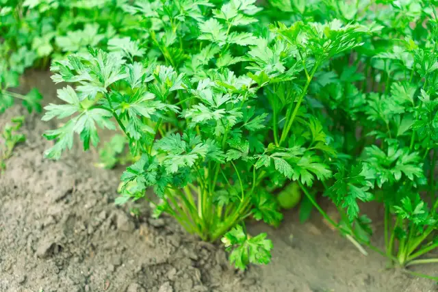 Obok czego siać pietruszkę, aby uniknąć błędów w ogrodzie?