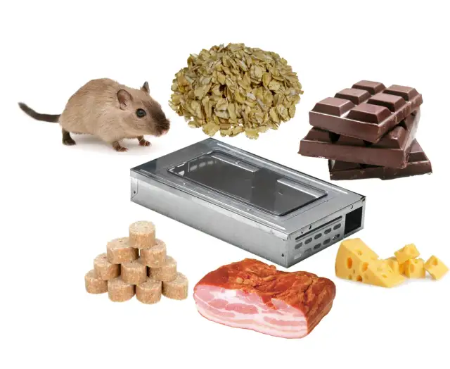Najlepsza przynęta na myszy - skuteczne metody, które działają