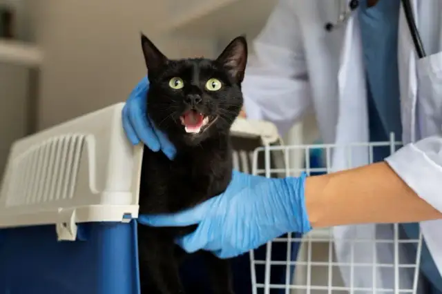 Ile kosztuje sterylizacja kotki? Zaskakujące ceny w Polsce 2025