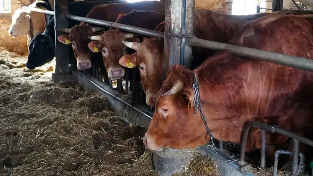 Jakie zboża dla bydła opasowego - uniknij błędów w żywieniu