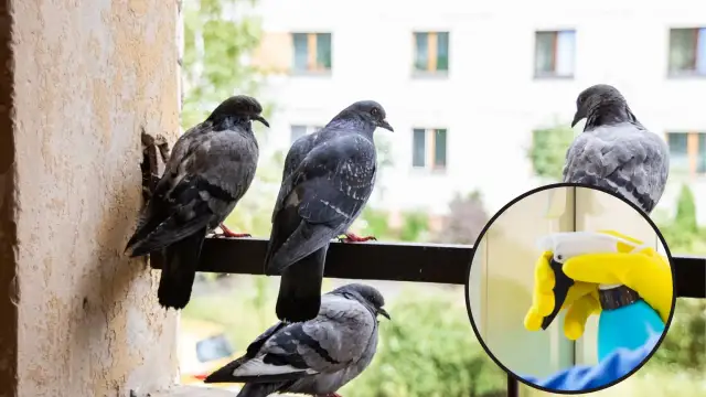 Skuteczne domowe sposoby na odstraszenie gołębi z balkonu