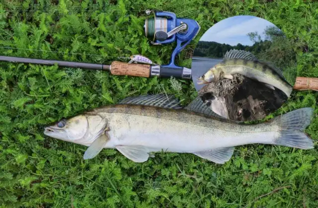 Jaki spinning na sandacza? Kluczowe parametry i wybór dla Ciebie