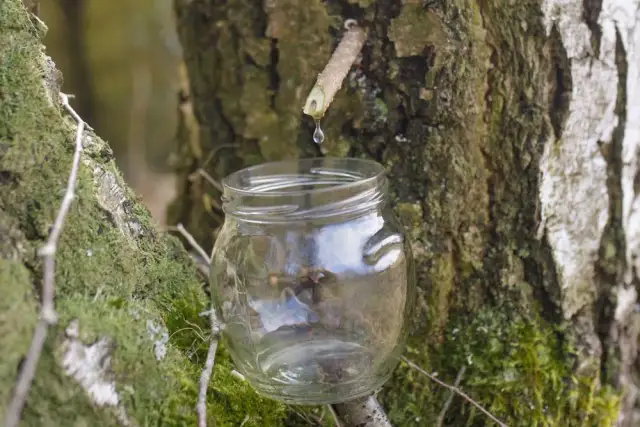 Sok z brzozy: jak pić, by czerpać maksimum? Poradnik eksperta