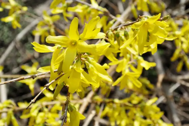 Kichasz na widok forsycji? To nie jej wina! Prawda o alergiach