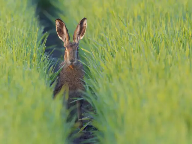 Czym się żywi zając? Odkryj jego ulubione rośliny i pokarmy