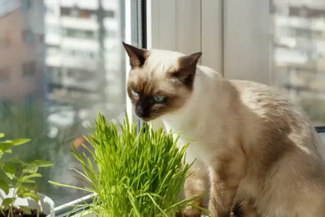 Czy koty mogą jeść owies? Poznaj korzyści i zasady bezpiecznego podawania