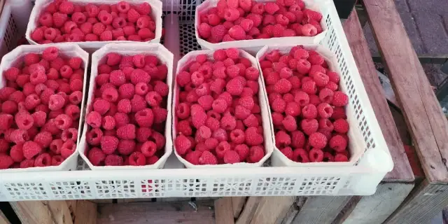 Ile zarobisz na malinach? Stawki, porady, realne dochody 2024