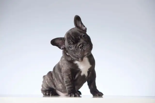 Ile kosztuje uśpienie psa? Ceny, przebieg i godne pożegnanie