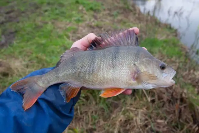 Boczny trok – skuteczne techniki i tajniki łowienia okoni i sandaczy