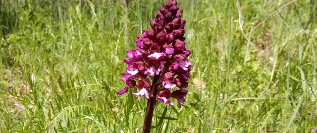 Purpurowa orchidea na tle zielonej łąki. Piękny okaz z rezerwatu przyrody lubelskie.