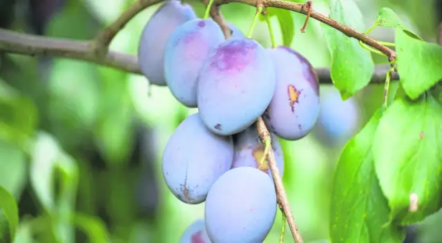 Kiedy sezon na śliwki węgierki? Sprawdź, by nie przegapić!