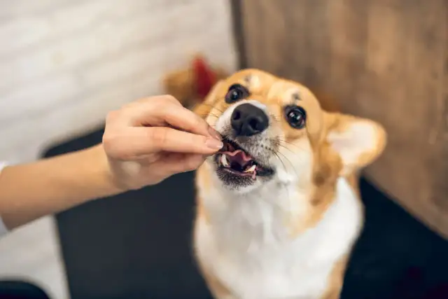 Ile kosztuje kremacja psa w Warszawie? Cennik i porady eksperta