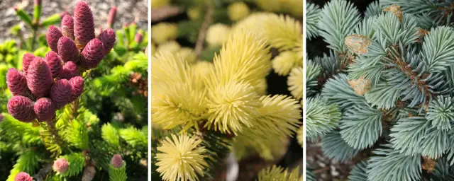 Kwitnienie świerku: kiedy i jak je rozpoznać?