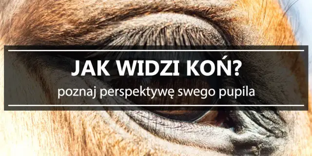 Jak widzą konie – zaskakujące fakty o ich wzroku i percepcji