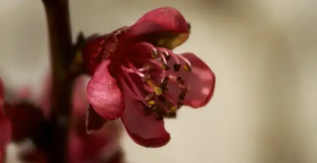 Jak kwitnie brzoskwinia i co zrobić, aby miała piękne kwiaty