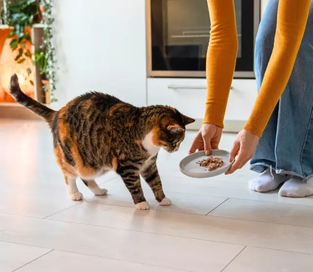 Jak karmić kotkę: kluczowe wskazówki dla zdrowego rozwoju kociąt