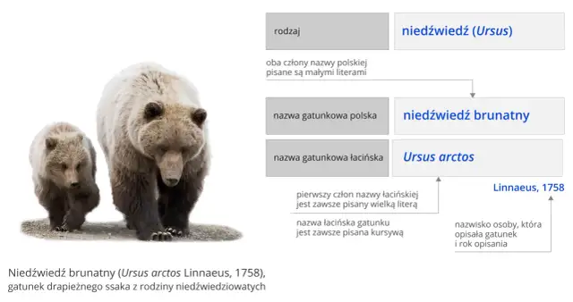 Systematyka w biologii: klucz do zrozumienia różnorodności życia