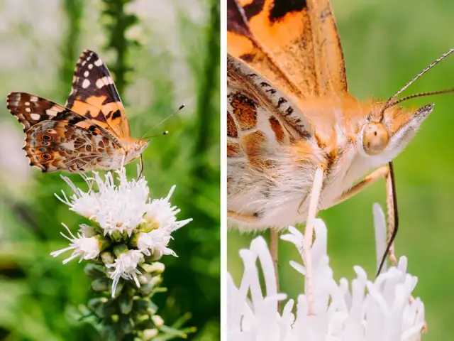 Najlepsze obiektywy do fotografii zwierząt: profesjonalne ujęcia bez stresu