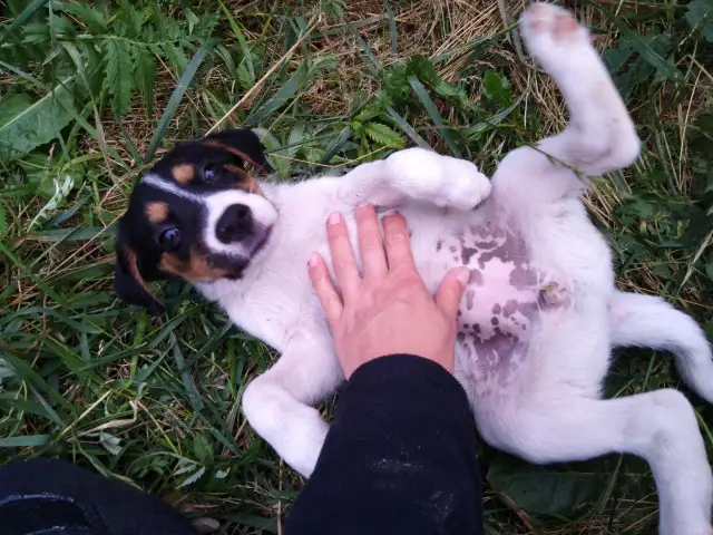 Suka karci szczeniaki: Odróżnij naturalną naukę od agresji