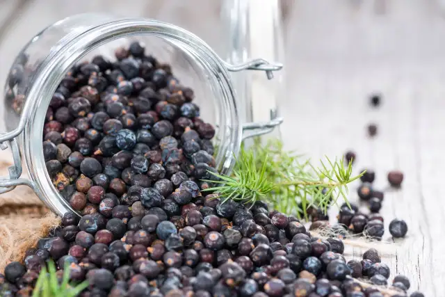 Jałowiec przyprawa: gdzie kupić i jak rozpoznać jakość?