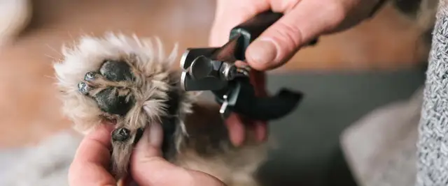 Delikatne obcinanie pazurów u psa. Dłoń trzyma łapkę, a obcinaczki zbliżają się do paznokcia.