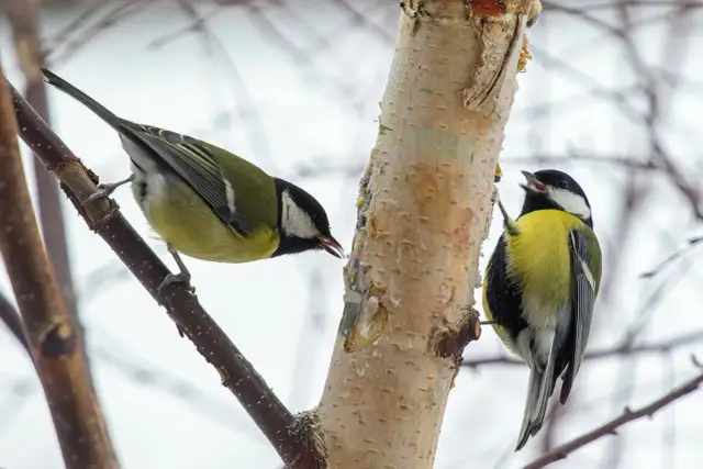 Słonina to za mało! Co je sikorka bogatka zimą? Lista