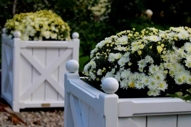 Białe kwiaty w białych skrzyniach ozdobnych, tworzące bujne kompozycje.