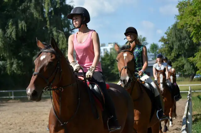 Hipologia i jeździectwo: Uczelnie, rekrutacja, kariera w Polsce