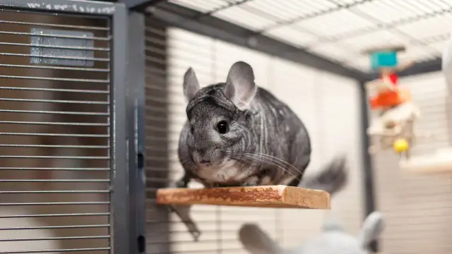 Ile kosztuje klatka dla szynszyla? Ceny i porównanie modeli