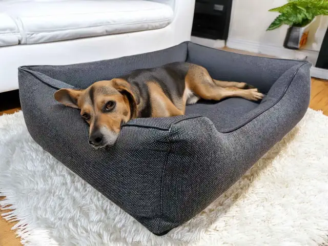 Idealne legowisko dla psa? Wybierz mądrze dla komfortu i zdrowia