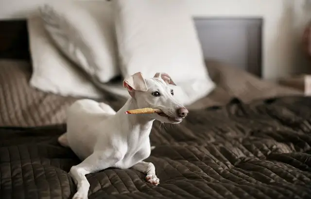 Biały chart włoski leży na brązowej pościeli, gryząc przysmak. Zastanawiasz się, jakie gryzaki dla szczeniaka będą najlepsze?