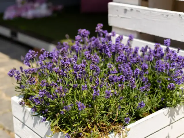 Jak uratować lawendę w doniczce przed uschnięciem i chorobami