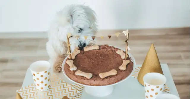 Jak zrobić tort dla psa - zdrowy przepis na pyszną ucztę dla pupila