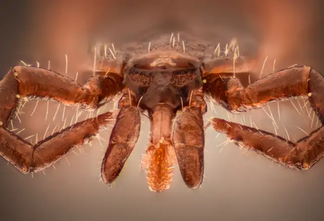 Kleszcz czym się żywi - co naprawdę zagraża Twoim zwierzętom?