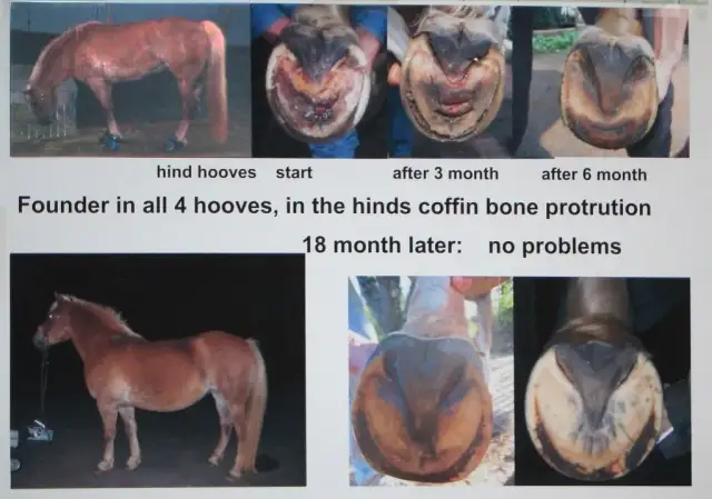 Po co koniom podkowy? Ochrona kopyt i zdrowie koni