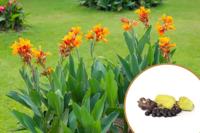 Kiedy sadzić kanny do doniczek? Oto kluczowe wskazówki na wiosnę