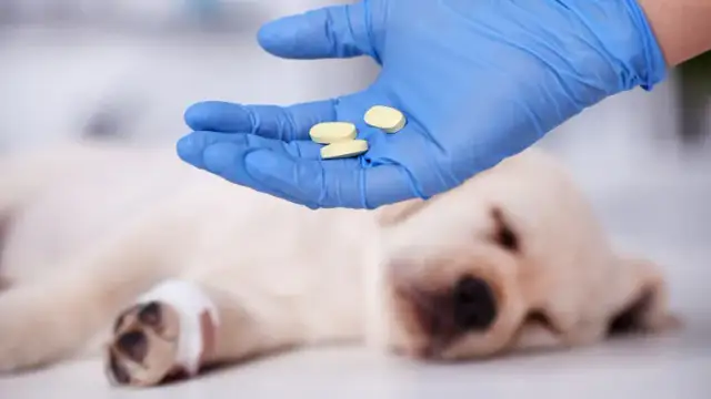 Czym odrobaczać psa, aby uniknąć niebezpiecznych pasożytów?