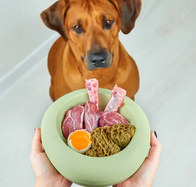 Czy pies może jeść podroby? Odkryj korzyści i zagrożenia