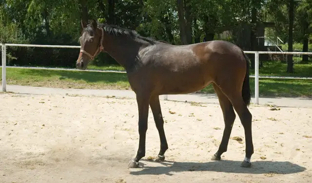 Ile zarabia weterynarz od koni? Szokujące różnice w wynagrodzeniu!