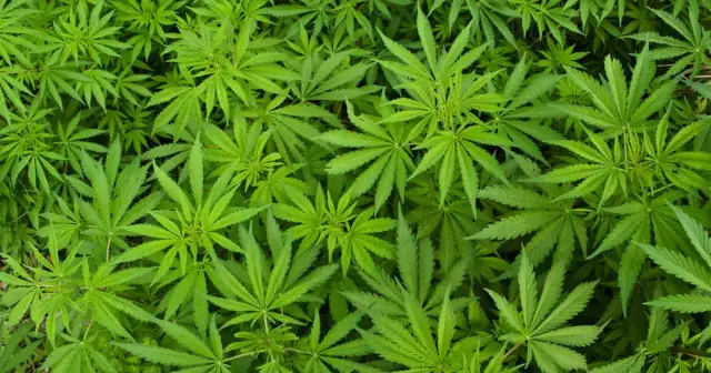 Marihuana: Co musisz wiedzieć o korzyściach, ryzykach i prawie?