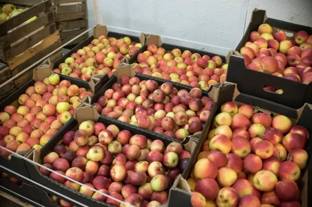 Po ile jabłka na skupie? Sprawdź aktualne ceny i różnice!