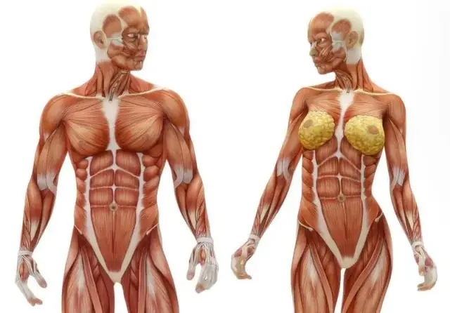 El músculo más grande del cuerpo: funciones y datos sorprendentes