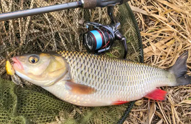 Jak łowić klenie na spinning – skuteczne techniki i przynęty, które działają