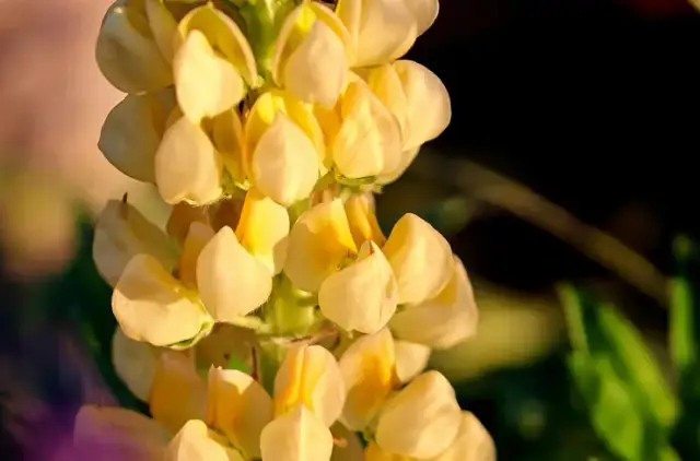 Co siać po łubinie? Najlepsze rośliny dla zdrowej gleby i plonów