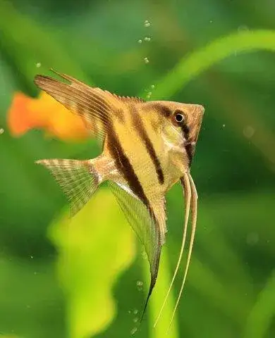 Z jakimi rybami może być skalar? Najlepsze towarzystwo do akwarium