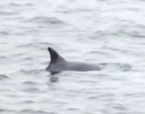 Czy delfiny są w Bałtyku? Rzadkie obserwacje i ich przyczyny
