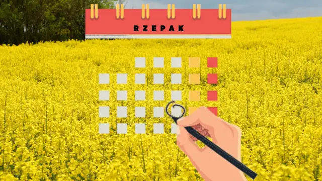 Kiedy sieje się rzepak? Poznaj kluczowe terminy dla najlepszych plonów