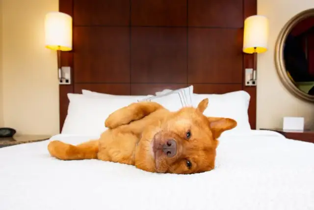Jak założyć hotel dla psów i uniknąć najczęstszych błędów
